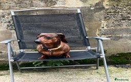Miniature Dachshund dogs for sale: Dora the sausage dog (please read description) - Image 5