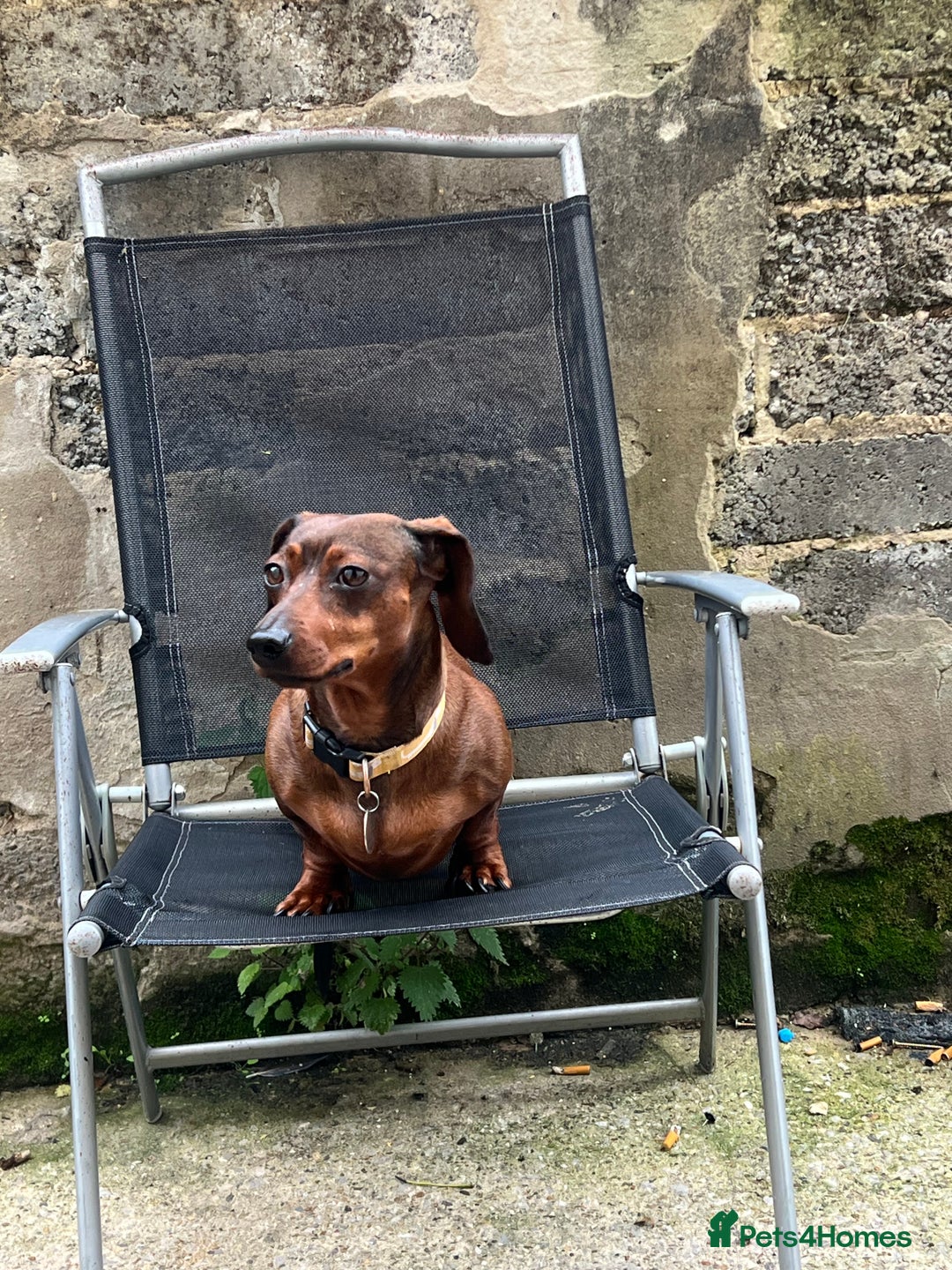 Miniature Dachshund dogs for sale: Dora the sausage dog (please read description) - Image 5