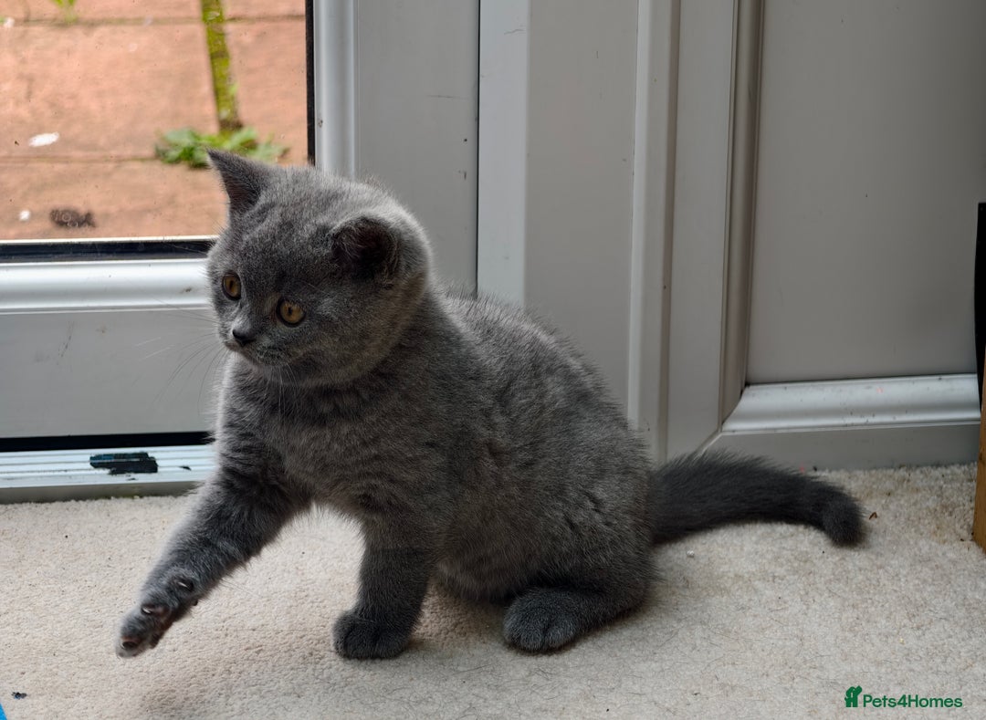 Scottish Fold cats for sale: 4 lovely kittens looking for new family  - Image 15