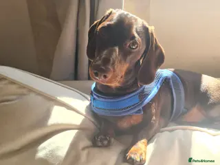 Dachshund dogs Teddy Bluenose - Advert 18