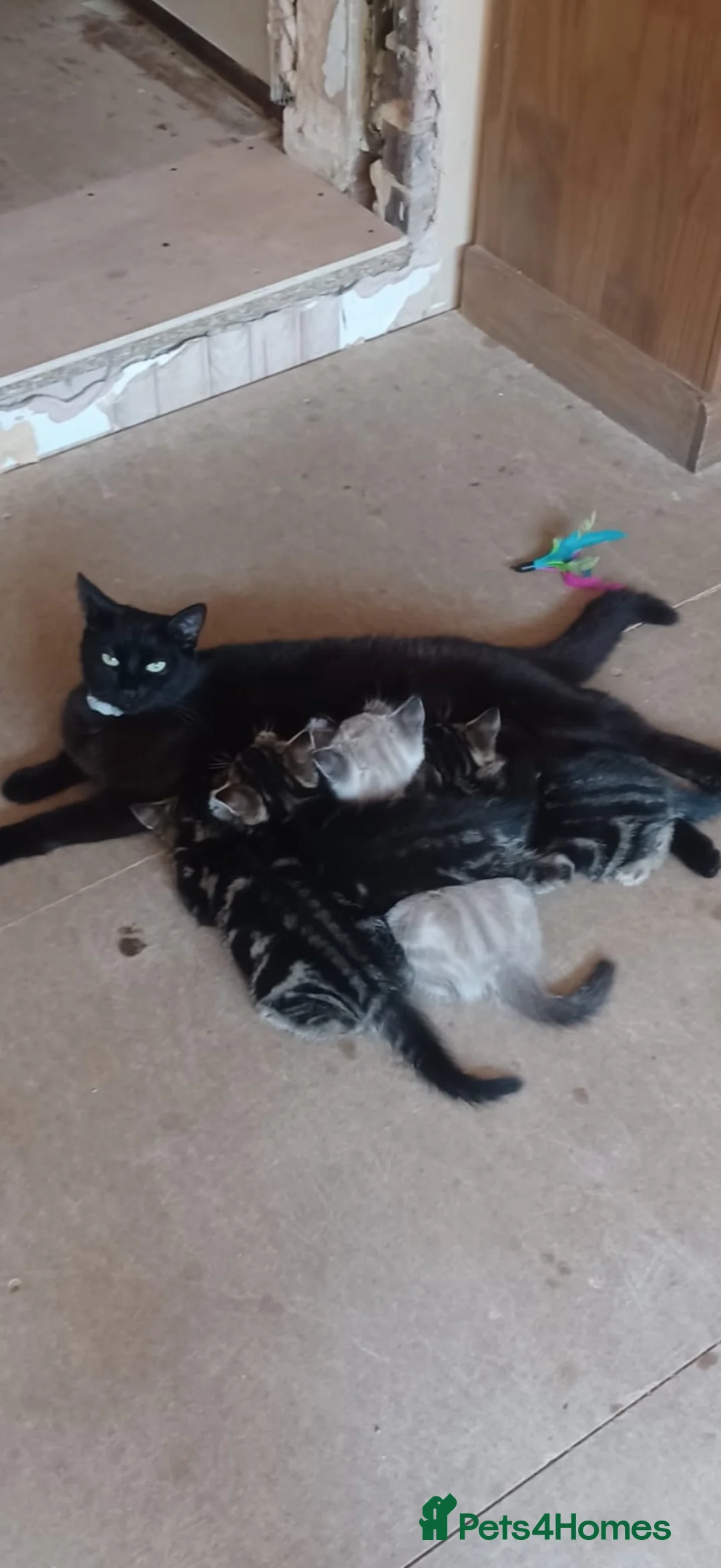Mixed Breed cats for sale: Mixed breed kittens - Advert 7