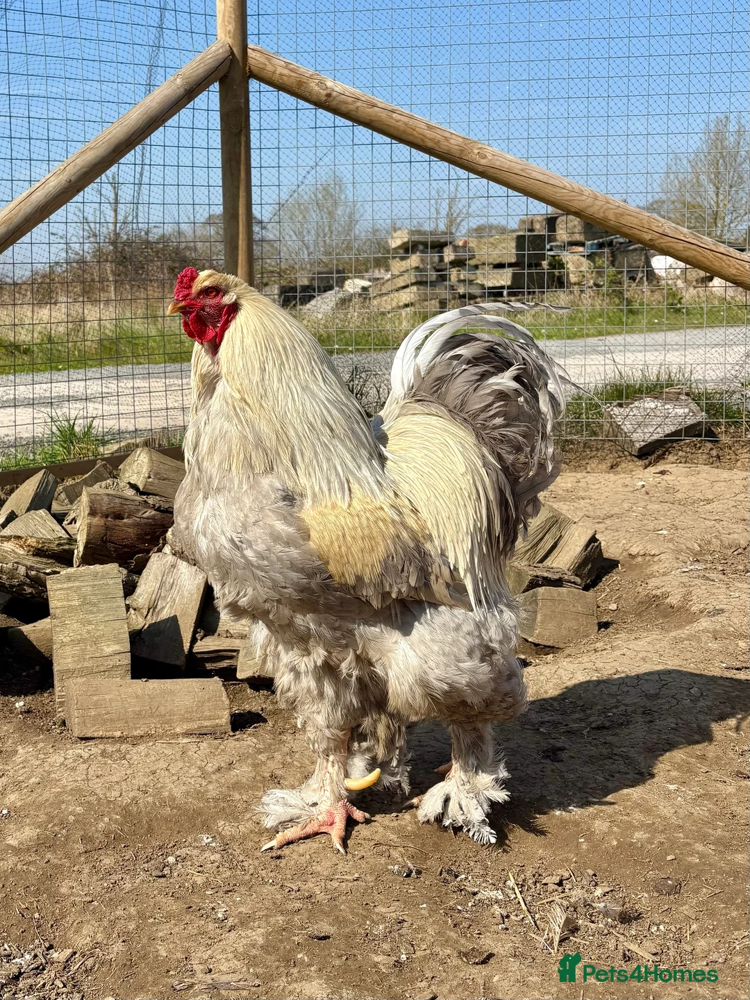 Chickens poultry for sale: Brahma Large Fowl Hatching Eggs - Advert 3