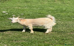 Goats livestock for sale: Nugget is looking for a new home!  - Image 2