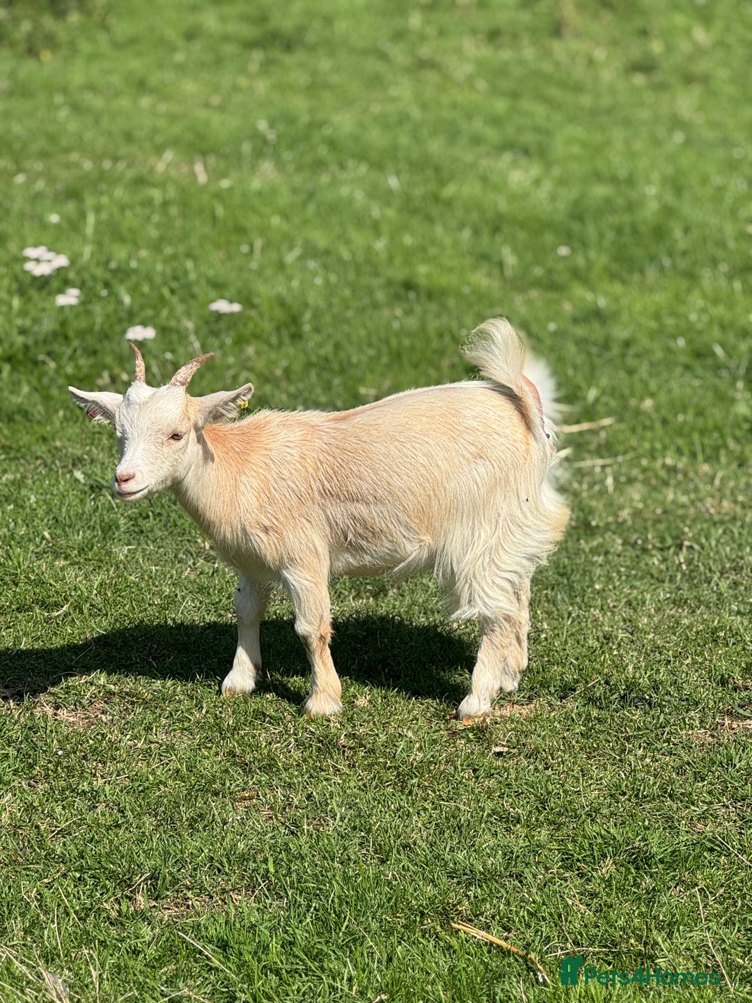 Goats livestock for sale: Nugget is looking for a new home!  - Image 2