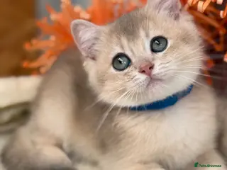 British Shorthair cats British shorthair blue/black golden kittens GCCF - Advert 4