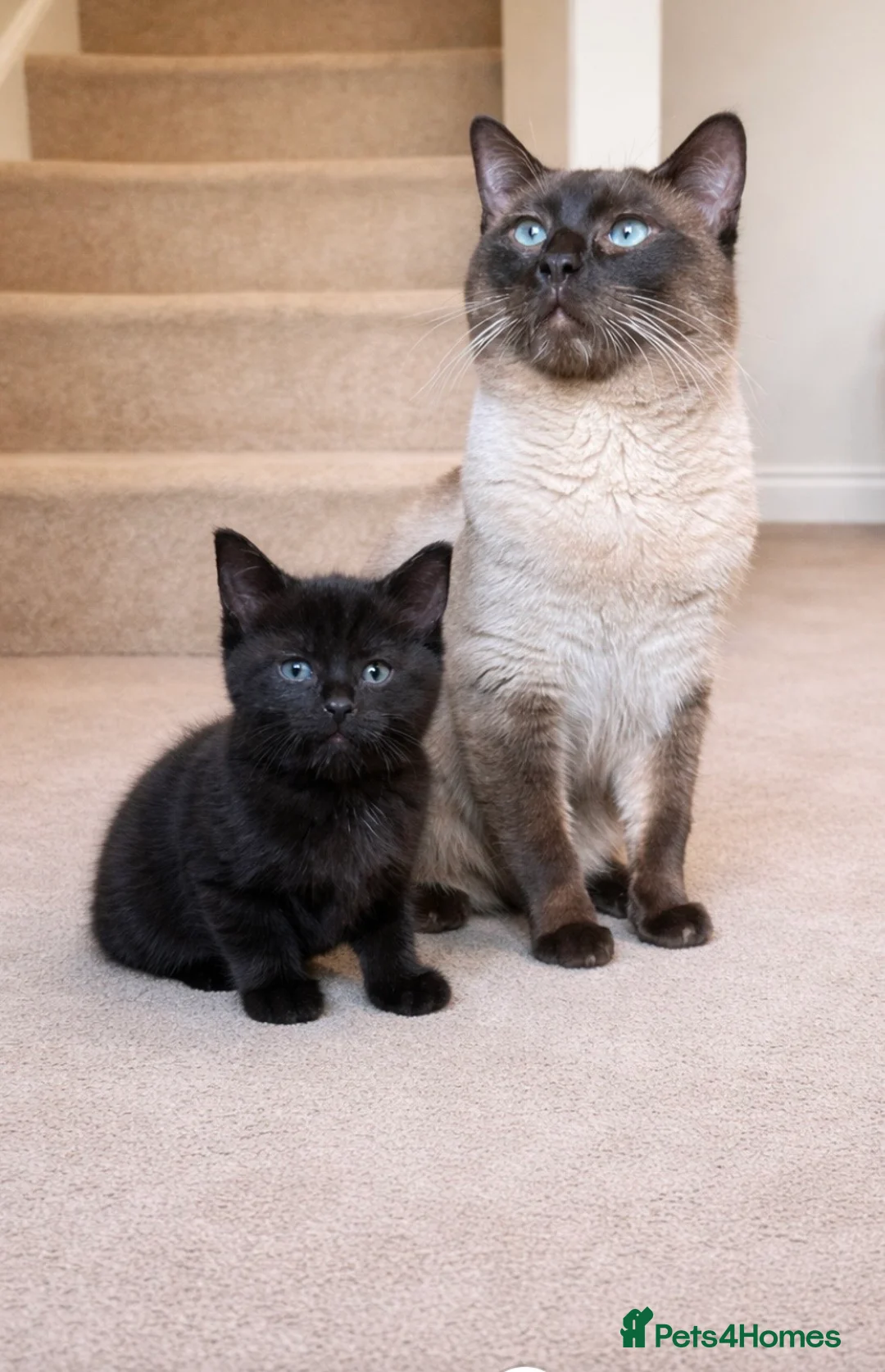 Mixed Breed cats for sale: Half ragdoll kittens after their forever home  - Advert 19