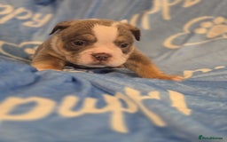 English Bulldog dogs for sale: new english bull dog - Image 22