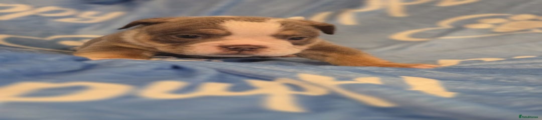 English Bulldog Puppy 4
