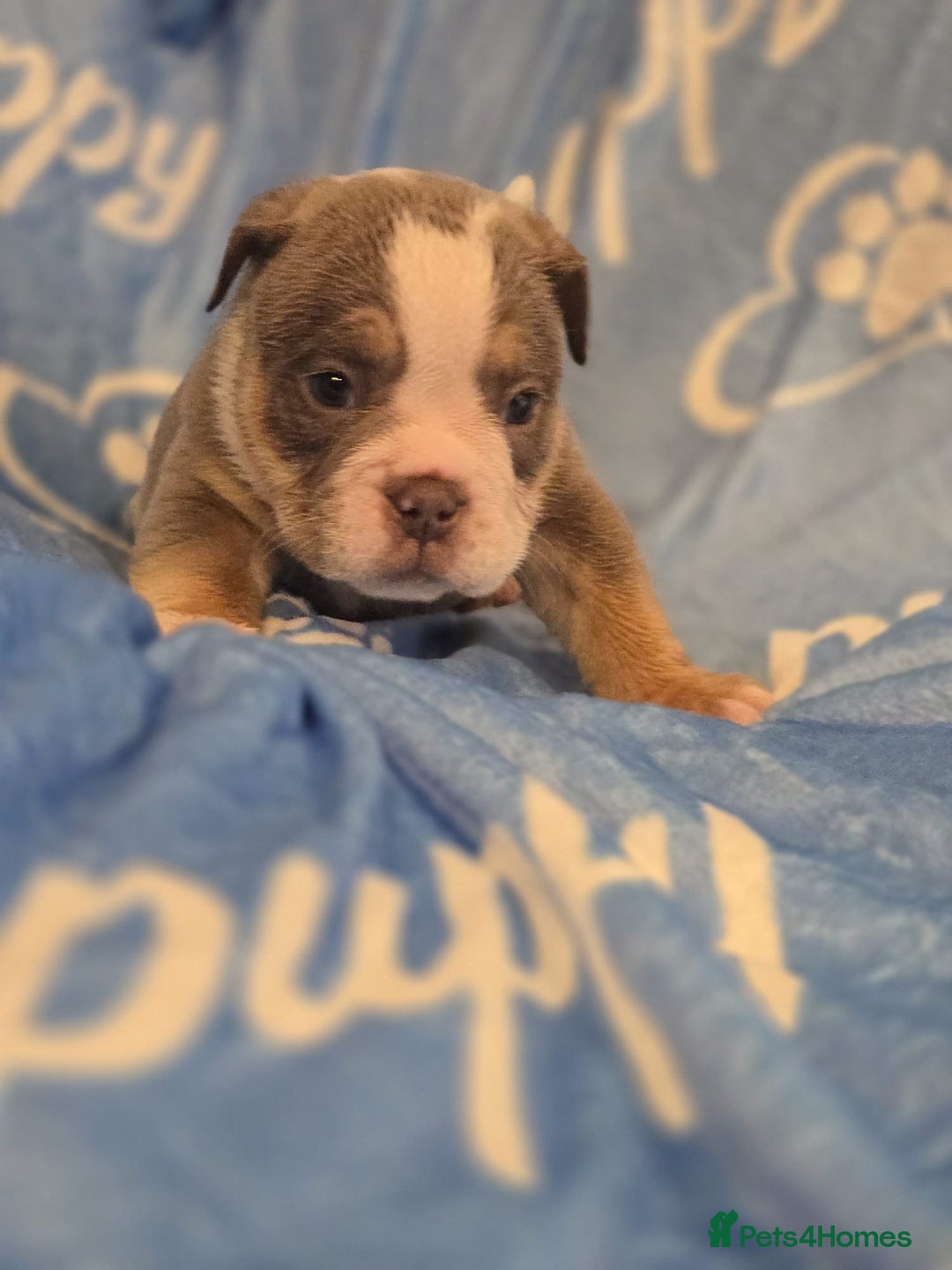 English Bulldog dogs for sale: new english bull dog - Image 22