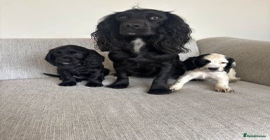 Cocker Spaniel dogs - Advert 10