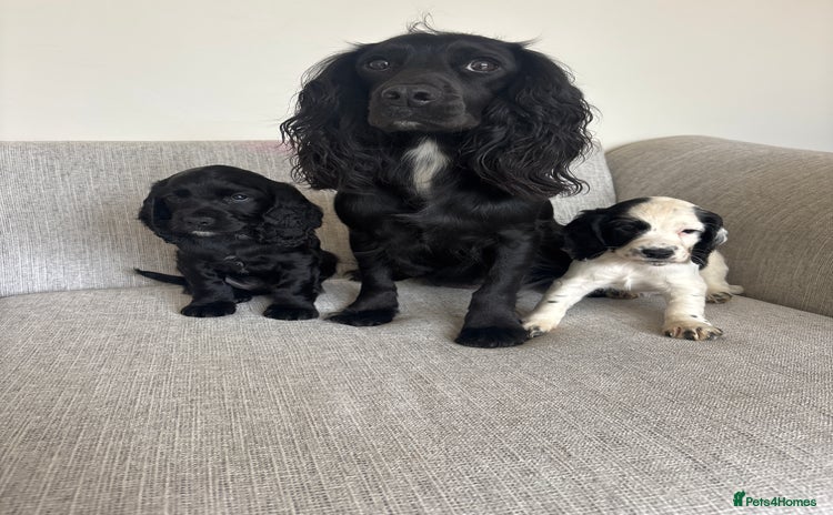 Cocker Spaniel dogs - Advert 4