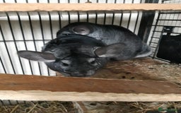 Chinchilla rodents for sale: Chinchilla pair and full set up - Image 8