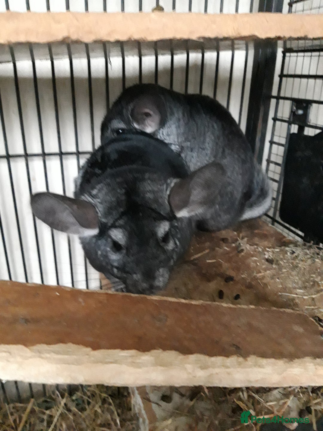 Chinchilla rodents for sale: Chinchilla pair and full set up - Image 8