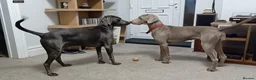 Weimaraner dogs for sale: Blue and silver Weimaraner puppies  in Spalding - Advert 2
