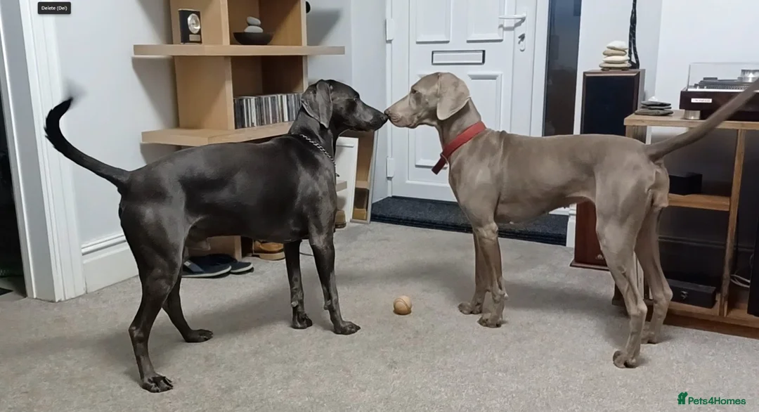 Weimaraner dogs for sale: Blue and silver Weimaraner puppies  in Spalding - Advert 2