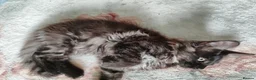 Maine Coon cats for sale: Beautiful Maincoon cross kittens  - Advert 17