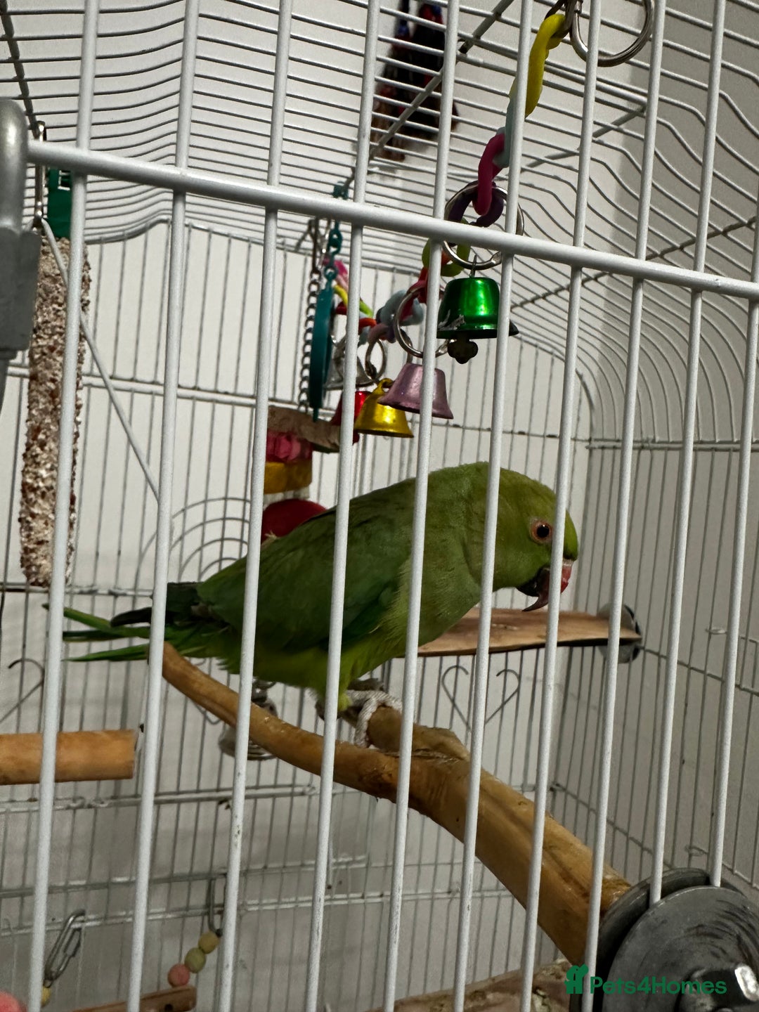 Parakeets birds for sale: Indian rose ringed parakeet - Advert 4