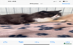 Persian cats for sale: 2 stunning full Persian kittens  - Image 3