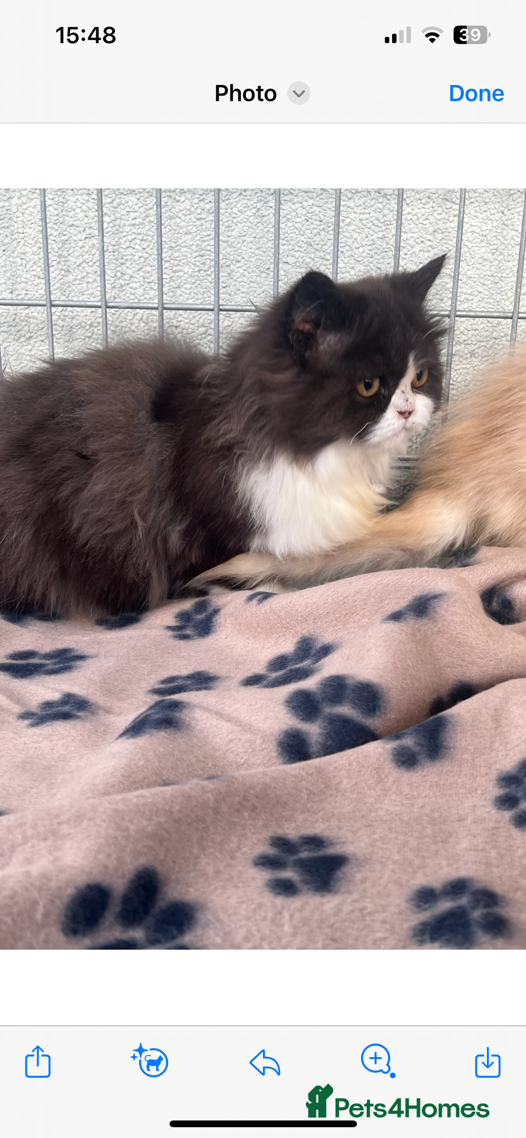 Persian cats for sale: 2 stunning full Persian kittens  - Image 3