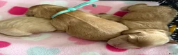 Cocker Spaniel dogs for sale: Stunning cocker spaniel pups  - Advert 3