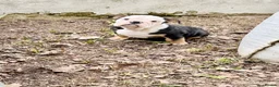English Bulldog dogs for sale: KC Registered English Bulldog Puppies  - Advert 17
