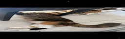 Maine Coon cats for sale: TORTOISESHELL MAINE COON X KITTENS - Advert 3