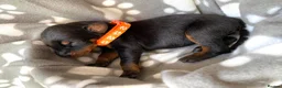 Dobermann dogs for sale: KC REGISTERED DOBERMAN PUPPIES - Advert 9