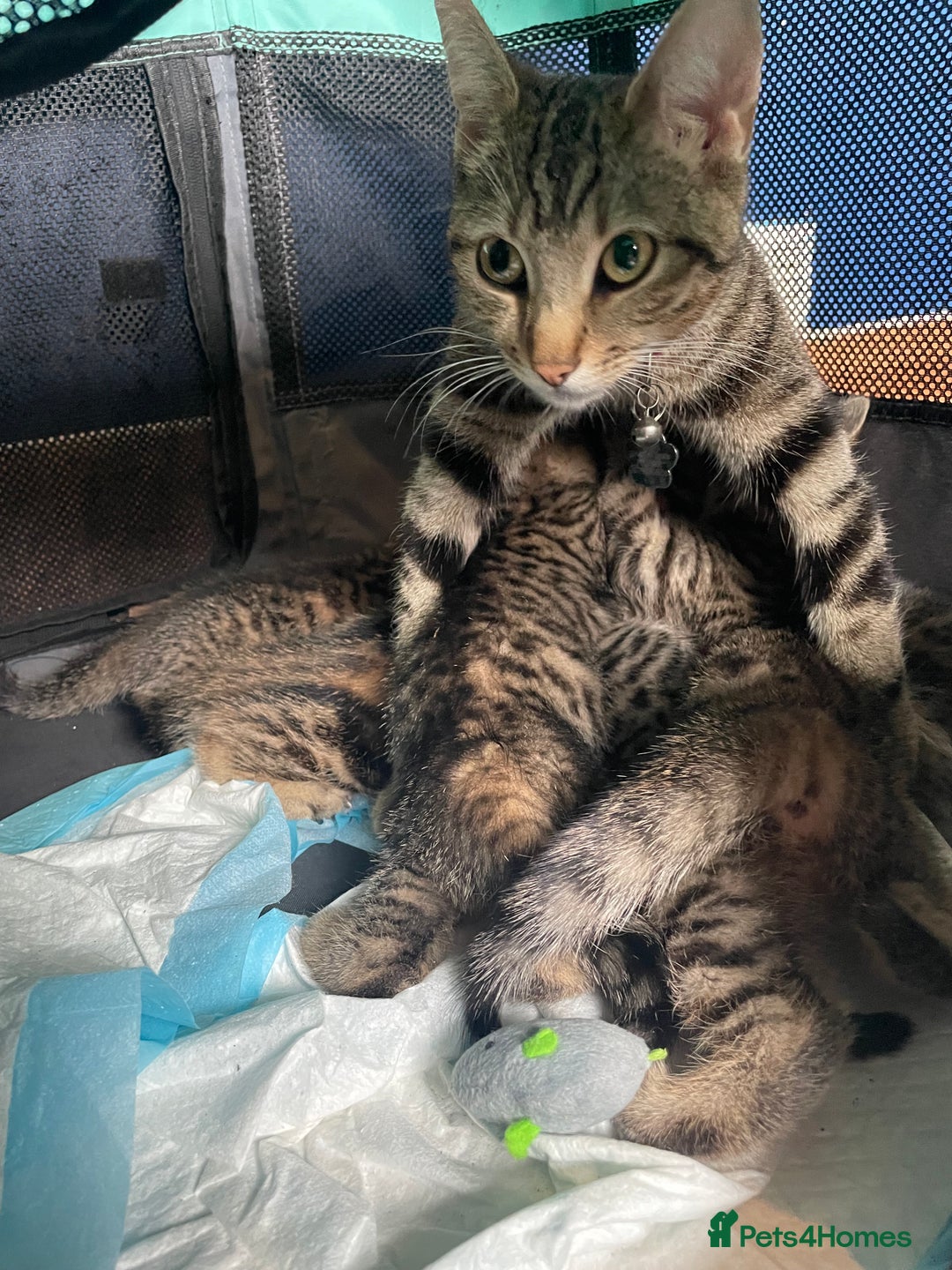 Bengal cats for sale: Bengal cross boy and girl - Image 7