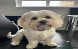 Malshi dogs for sale: Adorable Korean Maltese x Malshi puppies  - Advert 9