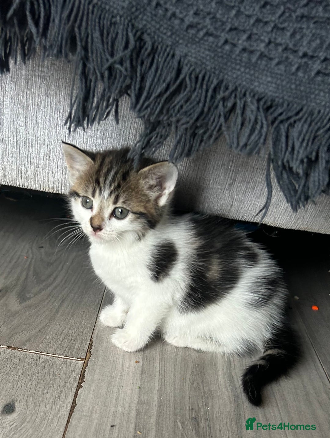 Mixed Breed cats for sale: Kittens  - Image 5