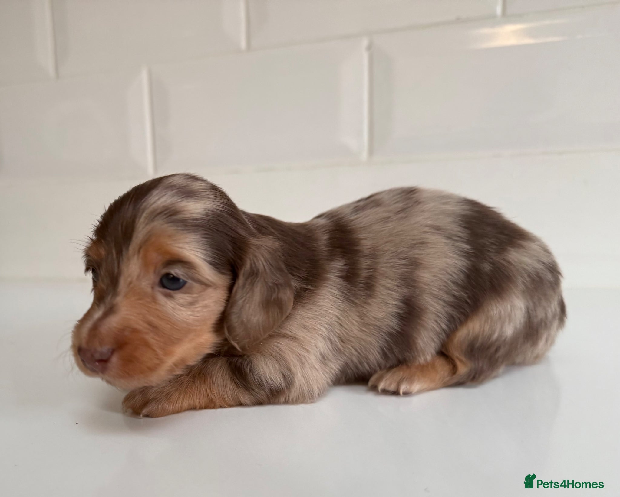 Miniature Dachshund dogs Beautiful Miniature dachshunds  - Advert 18