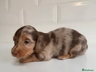 Miniature Dachshund dogs Beautiful Miniature dachshunds - Advert 18