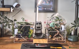 Spiders invertebrates for sale: 3 x female young adult jumping  spiders phidippus - Image 9