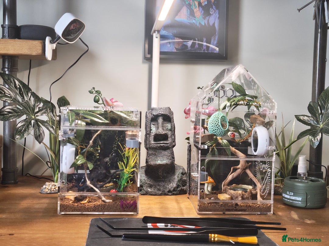 Spiders invertebrates for sale: 3 x female young adult jumping  spiders phidippus - Image 9