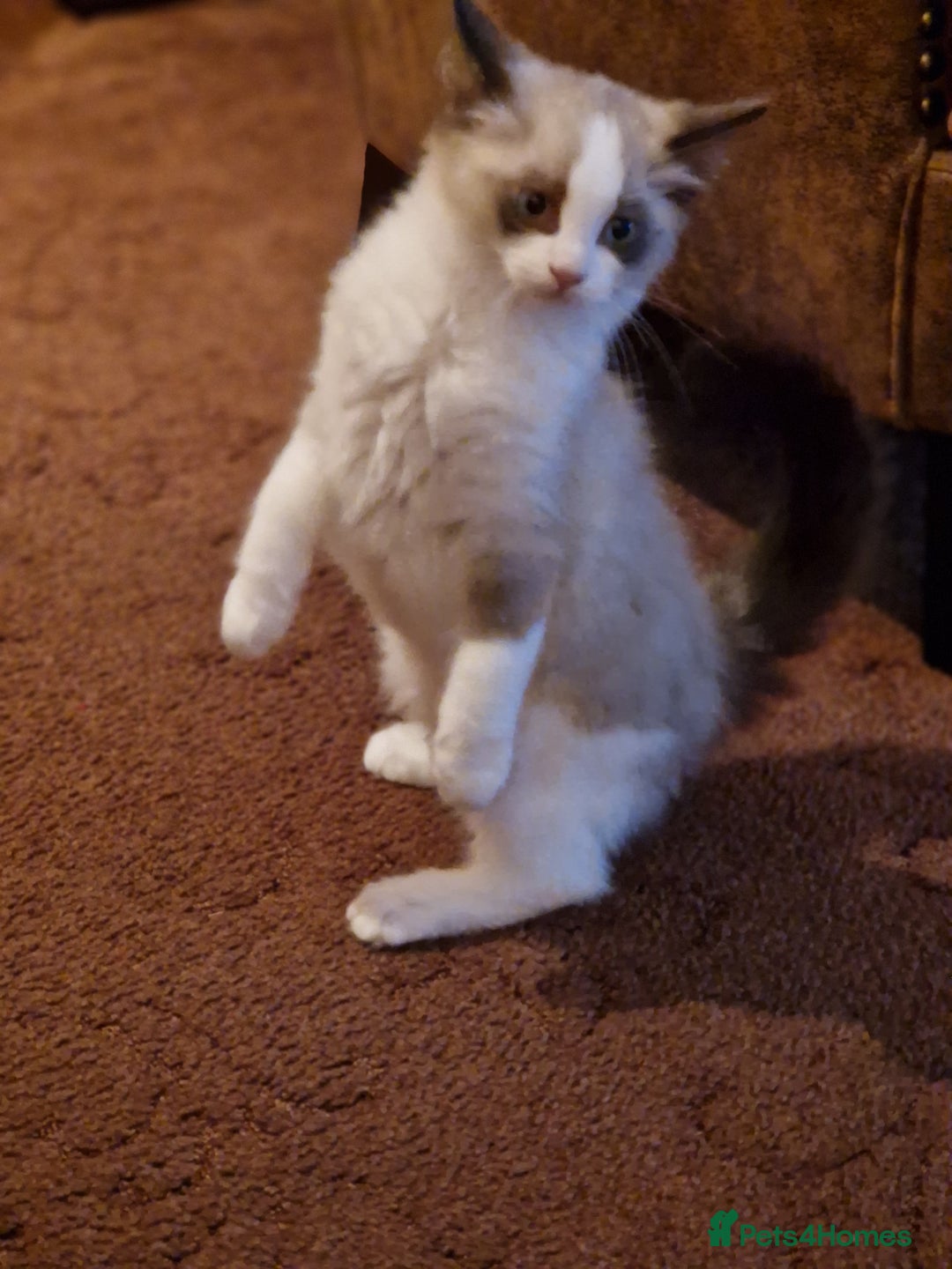 Ragdoll cats for sale: Ragdoll Cross - Advert 12