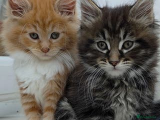 Maine Coon cats 2 Fluffy Maine Coon Kittens left!!! - Advert 2