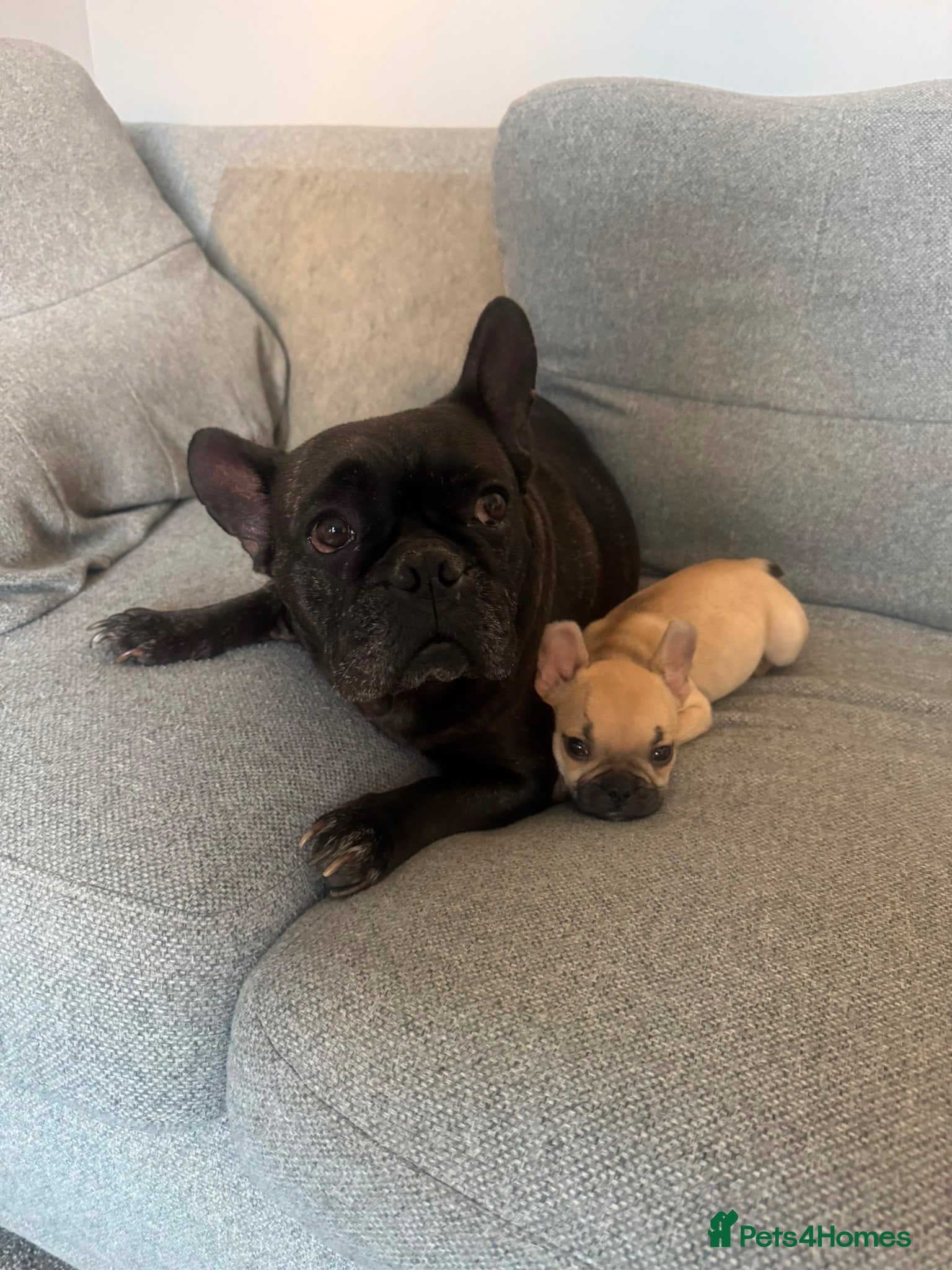 French Bulldog dogs 1 female French bull dog “little missy” - Advert 16