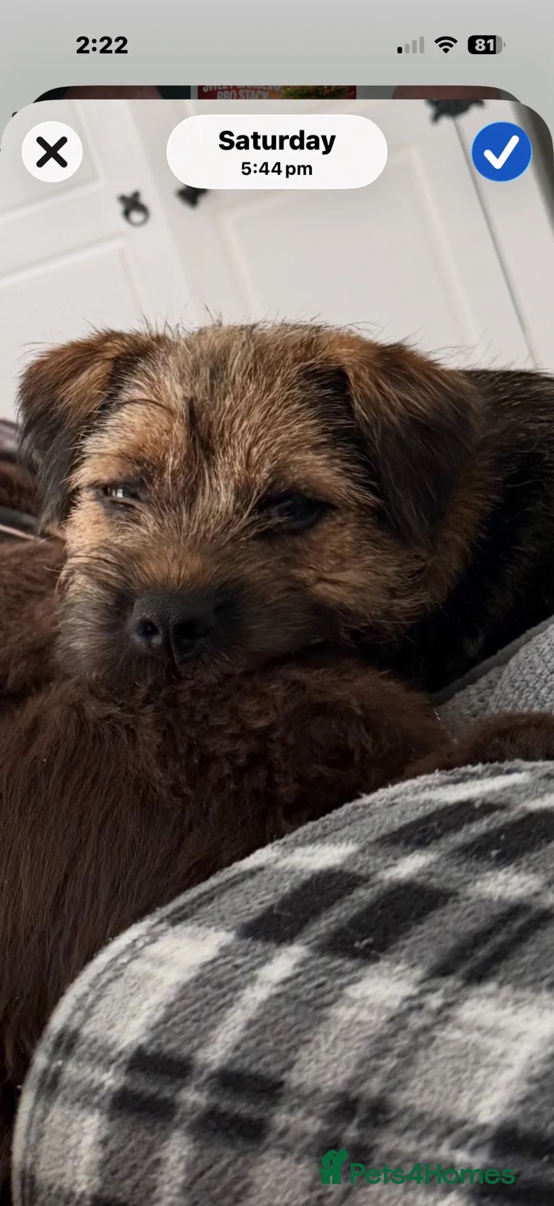 Border Terrier dogs for sale: Border terrier  in Lockerbie - Advert 4