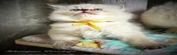 Ragdoll cats for sale: Seal Tabby colourpoint  - Advert 8