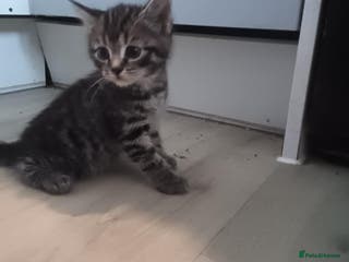 Mixed Breed cats 4 kittens looking for a forever home - Advert 15