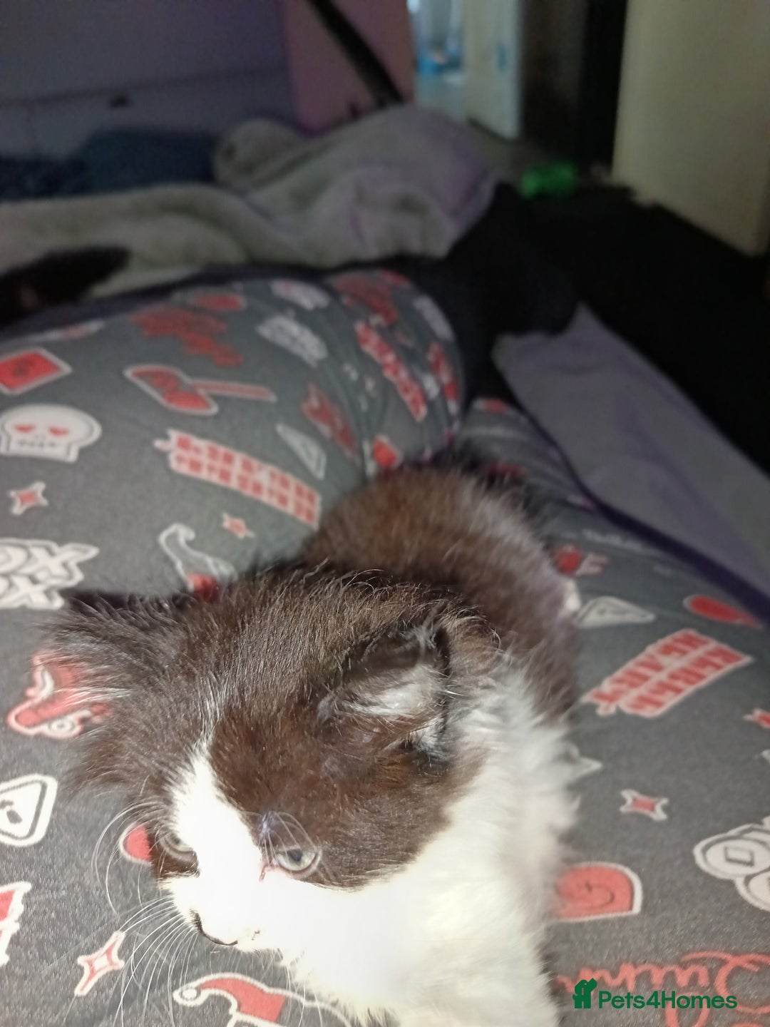 Mixed Breed cats for sale: Mix bread kittens black and black white fluffy  - Image 3
