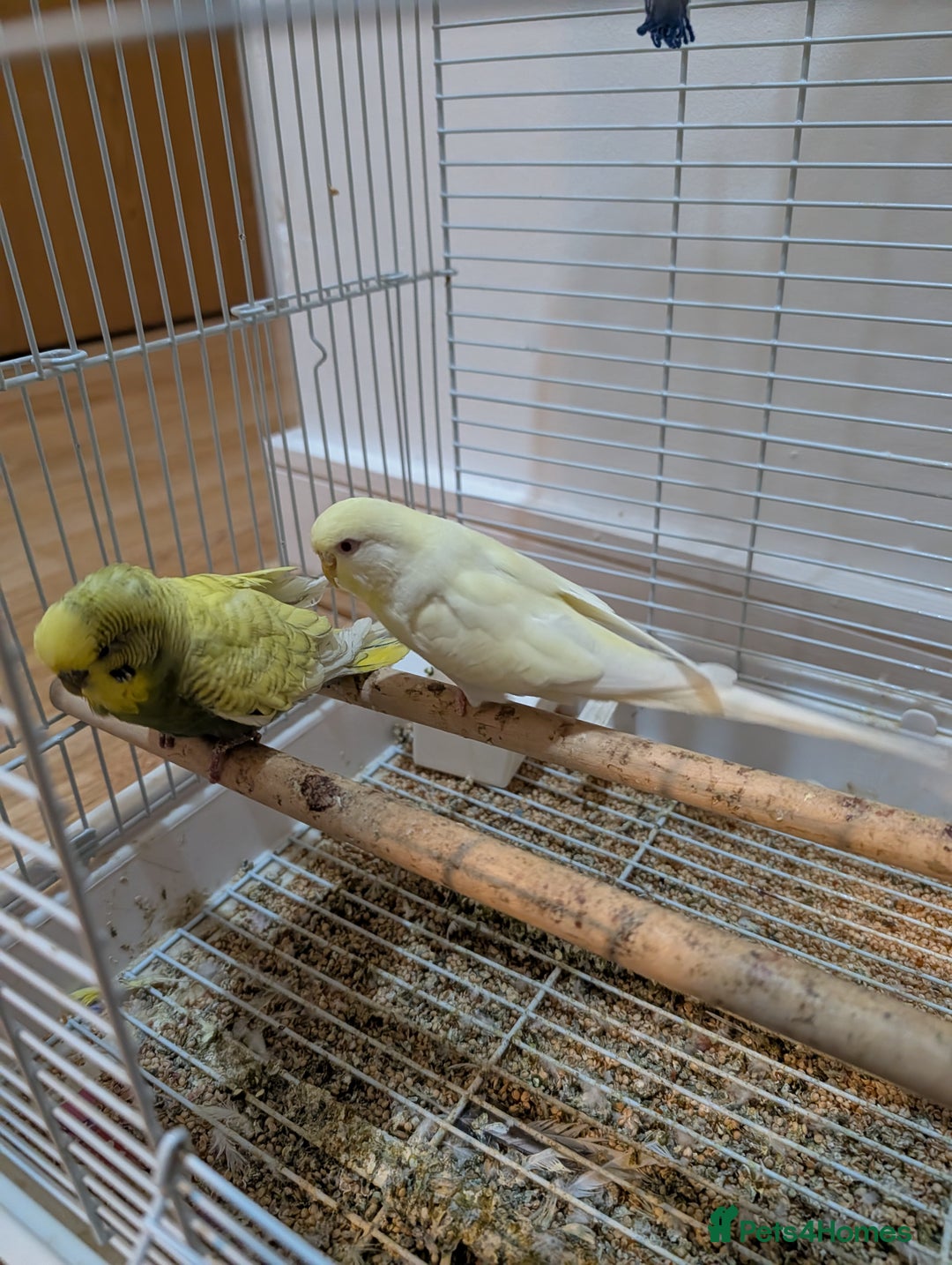 Budgerigars birds for sale: 2 Budgies with cage asap moving home  - Advert 3