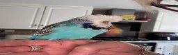 Budgerigars birds for sale: Hand Reared Exhibition Budgie - Advert 6