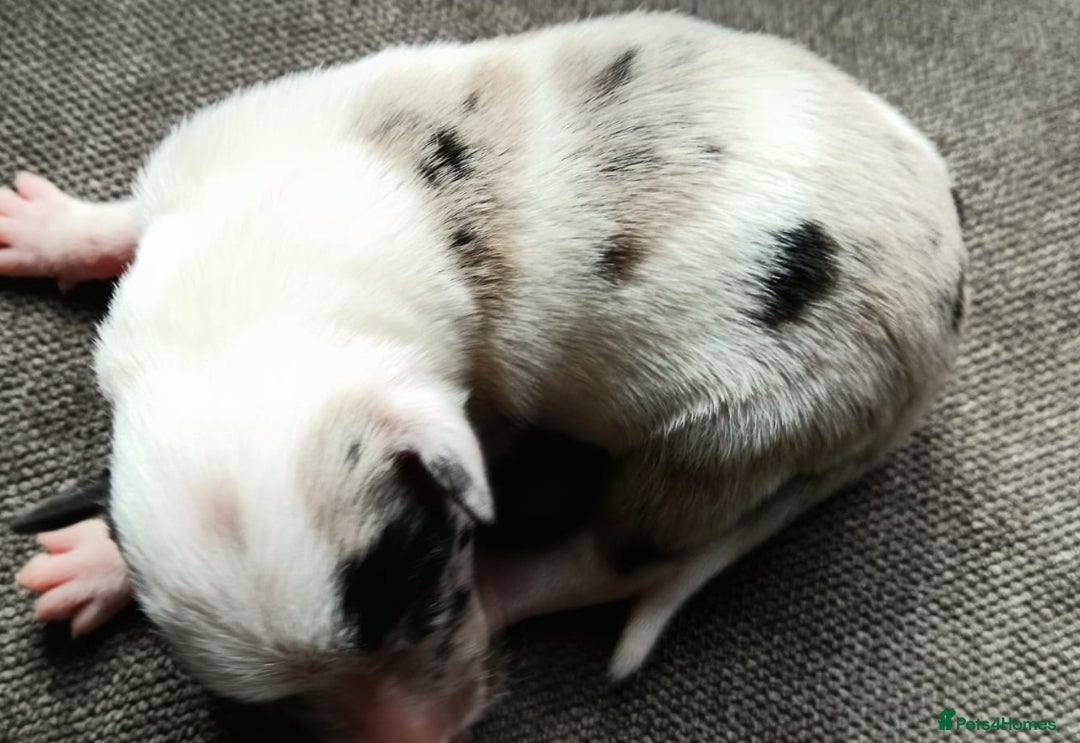 Border Collie dogs for sale: Border collie puppies B/W  - Advert 15