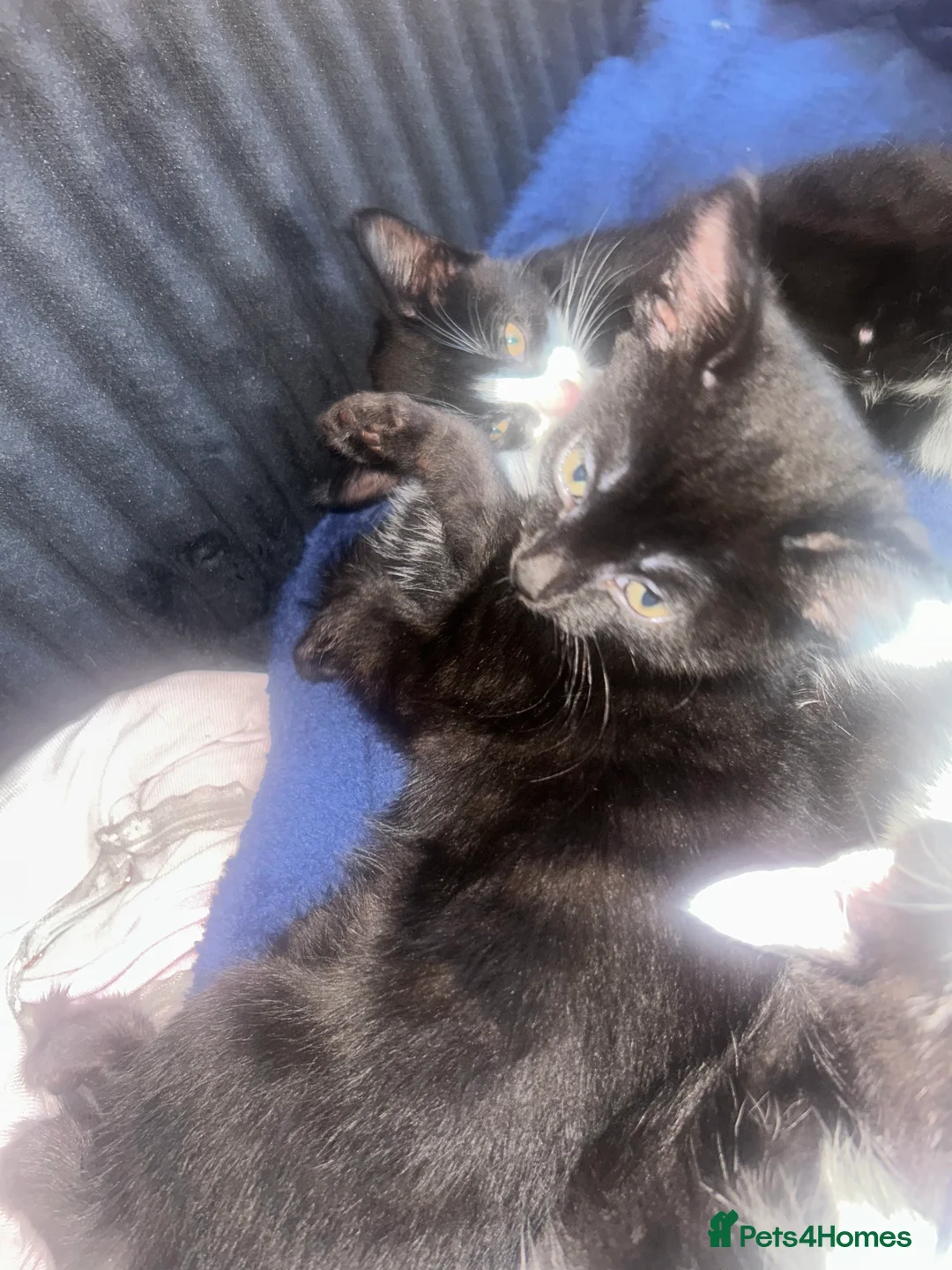 Domestic Shorthair cats for sale: 3 black and white kittens in Birmingham - Advert 2