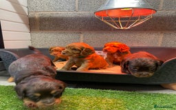 Cocker Spaniel dogs for sale: Make Working cocker spaniel puppies  - Image 11