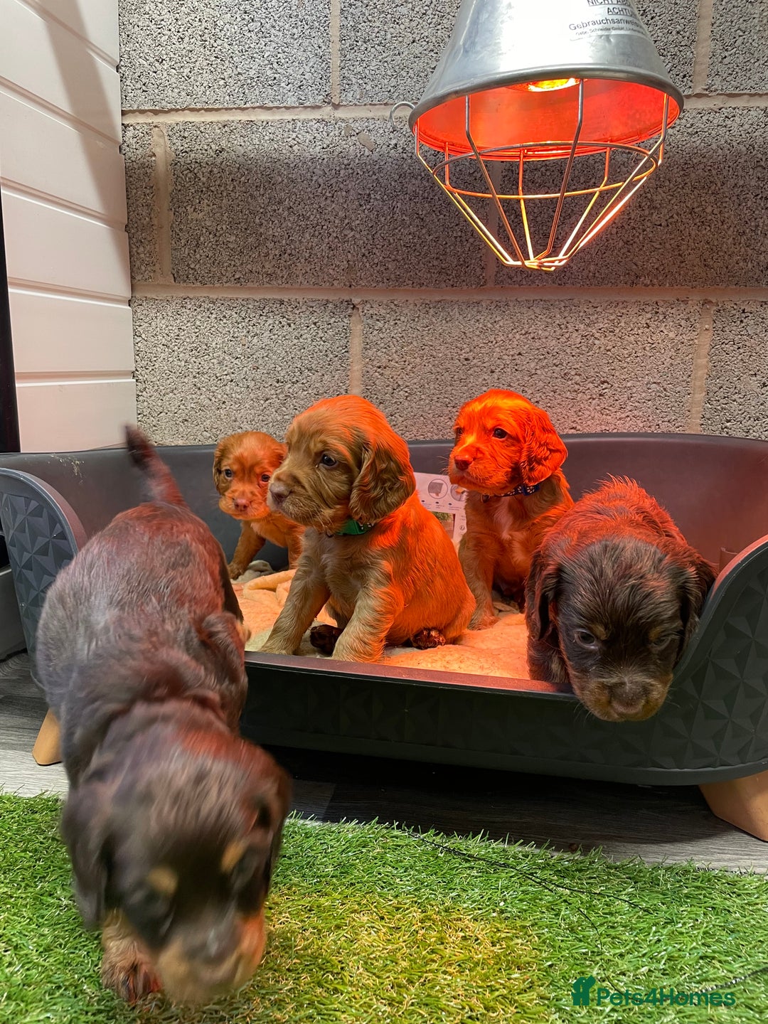 Cocker Spaniel dogs for sale: Make Working cocker spaniel puppies  - Image 11