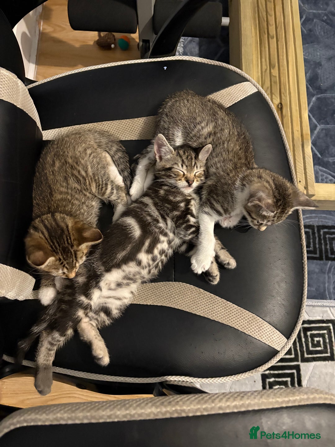 Mixed Breed cats for sale: Beautiful kittens awaiting their forever homes ❤️ - Advert 6