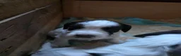 Sprocker dogs for sale: Beautiful Sprocker puppies  - Advert 11
