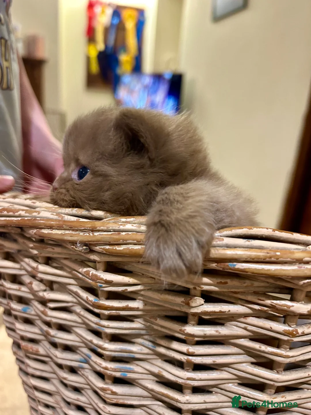 British Longhair cats for sale: GCCF British Longhair Cinnamon Male Kitten  - Advert 6